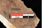 Foto (Detailansicht) von Xylomites acaciae Ettingshausen (NHMW-GEO-2024-0188-0073)